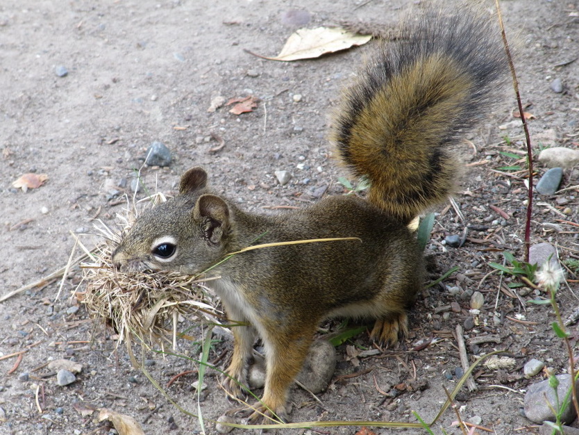 Making a Nest in Grand Teton National Park, Wyoming