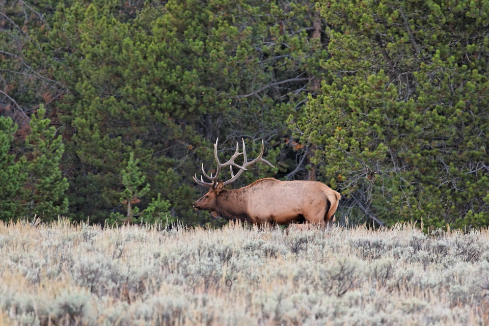 Nice Rack in Grand Teton National Park, Wyoming