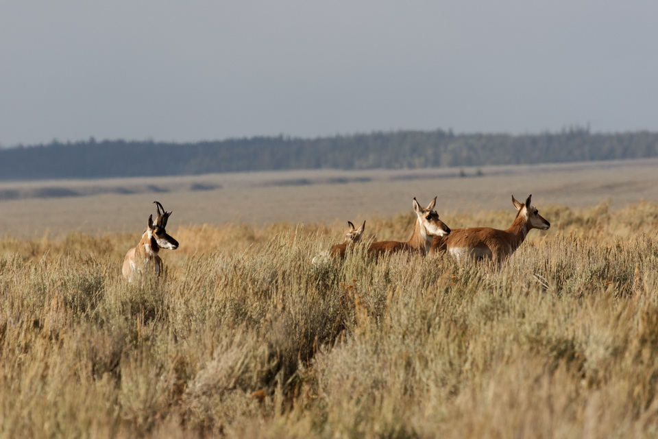 Family Photo in Jackson Hole, Wyoming