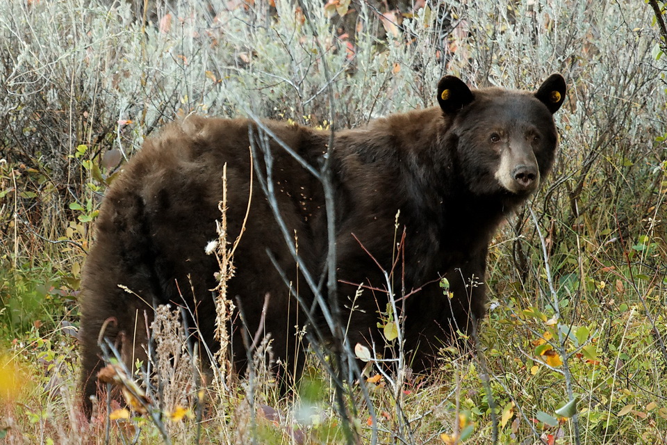 Teddy Bear in Jackson Hole, Wyoming