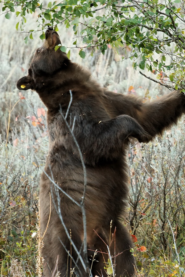 Good Berries are up High in Jackson Hole, Wyoming