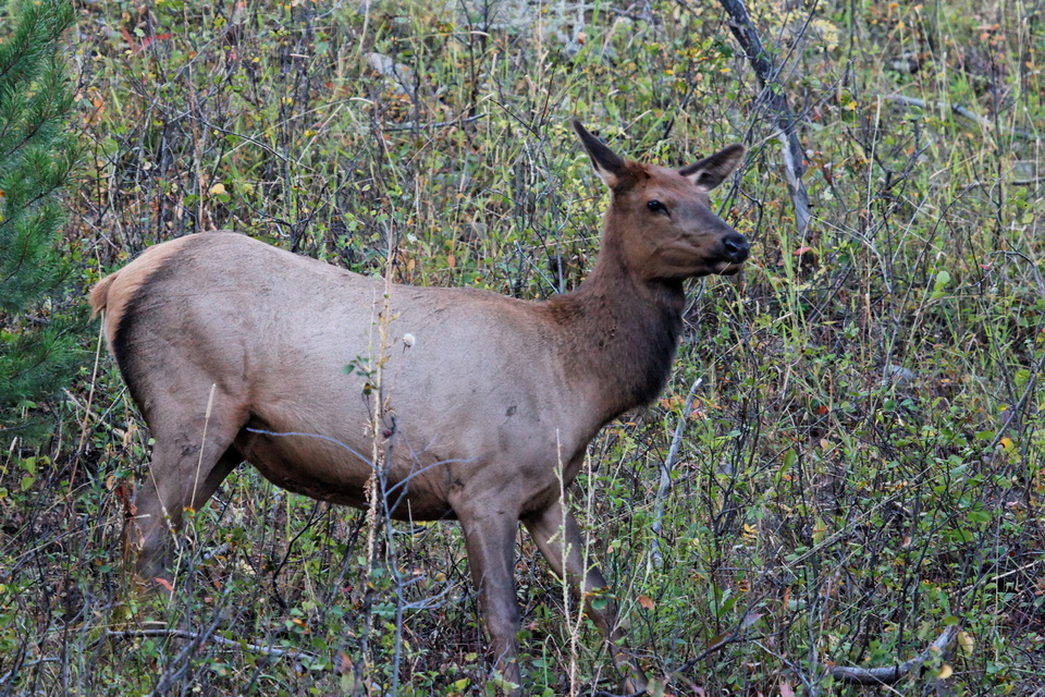 Wapiti in Jackson Hole, Wyoming