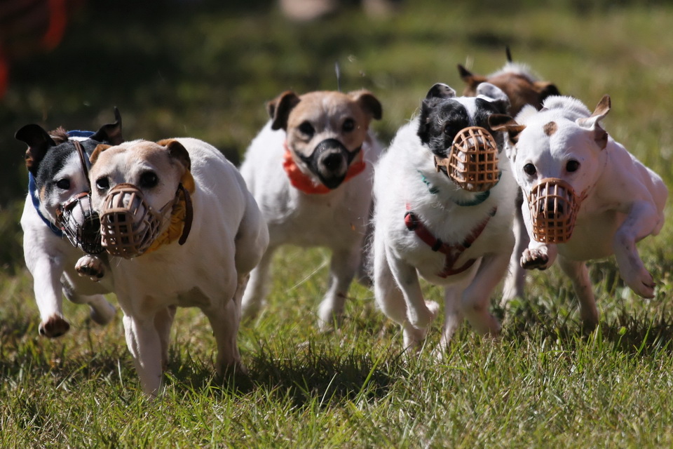 Racing Terriers in Pine Mountain, Georgia