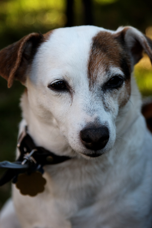 Sweetpea in Pine Mountain, Georgia