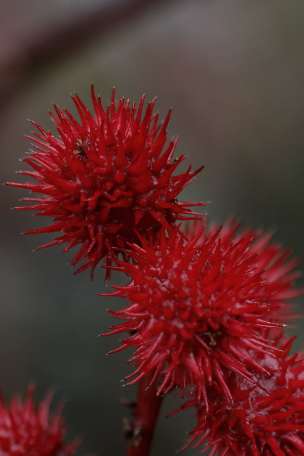 Red Bursts in Pine Mountain, Georgia