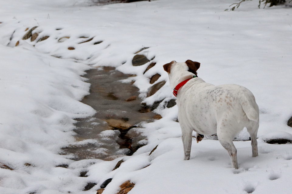 Snow Stream in Highlands, North Carolina