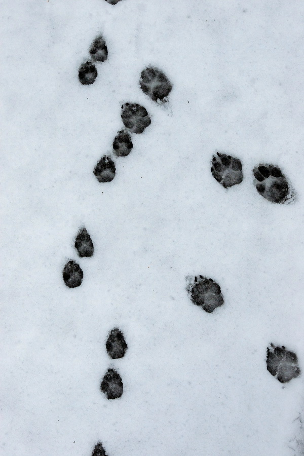 Paw Prints in Highlands, North Carolina