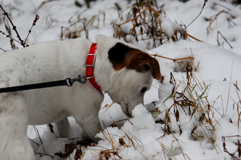 Something in the Snow in Highlands, North Carolina