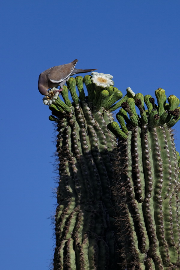 Breakfast in Phoenix, Arizona