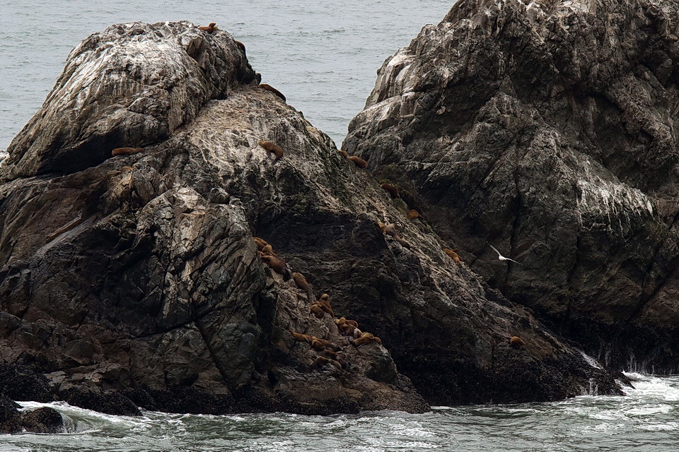 Sea the Seals in San Francisco, California