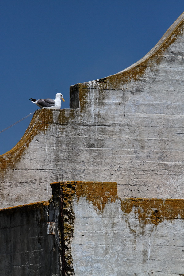 Prison Roost in San Francisco, California