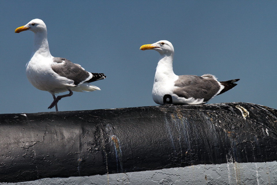 On the Dock in San Francisco, California