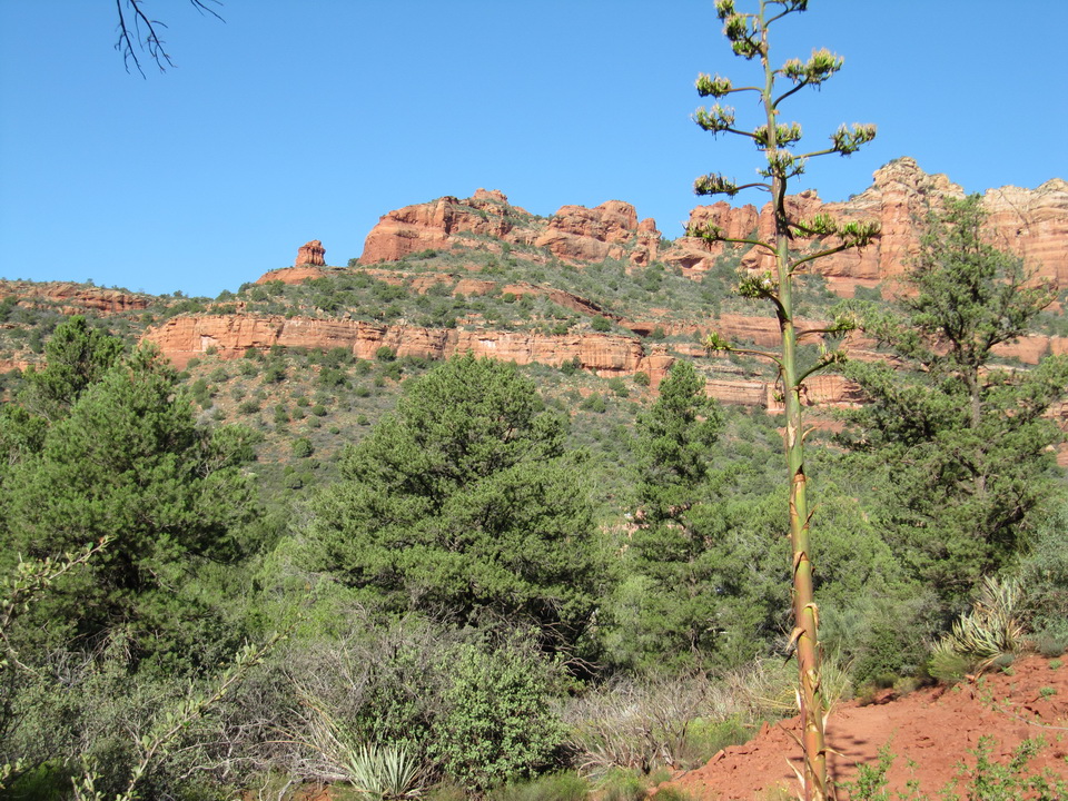 Red Rocks in Sedona, Arizona