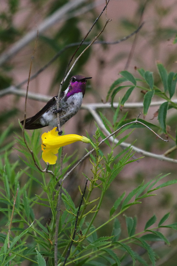 At Rest in Phoenix, Arizona