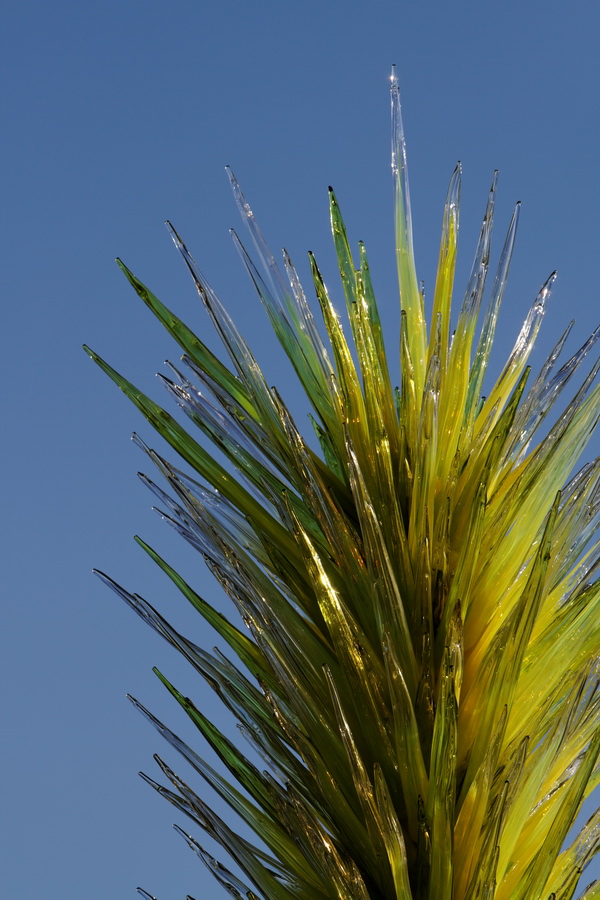 Chihuly Yucca in Phoenix, Arizona