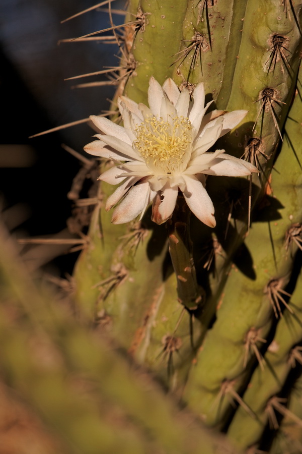 Cactus Flower in Phoenix, Arizona