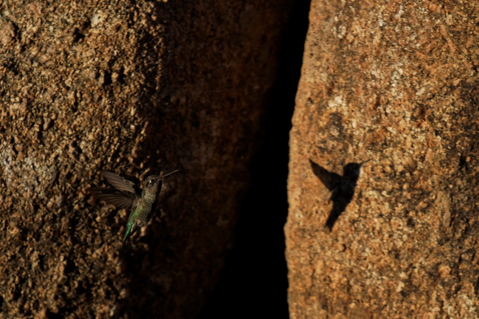 Shadow in Flight in Phoenix, Arizona
