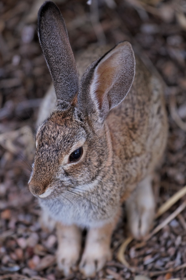 Desert Bunny in Phoenix, Arizona