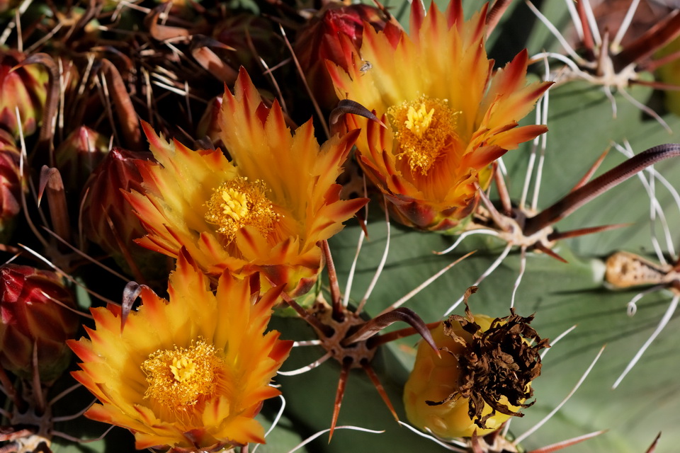 Prickly Blossoms in Phoenix, Arizona