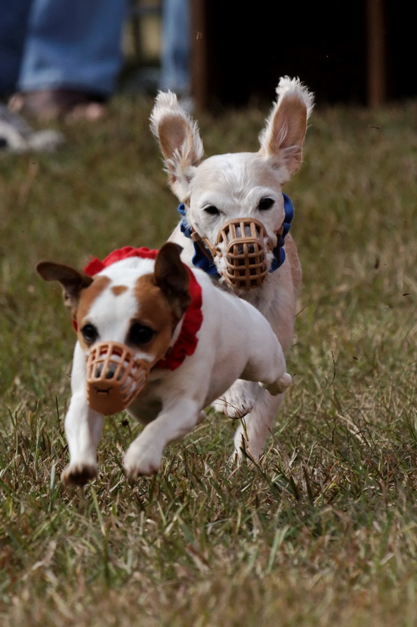 Fast Pups in Pine Mountain, Georgia