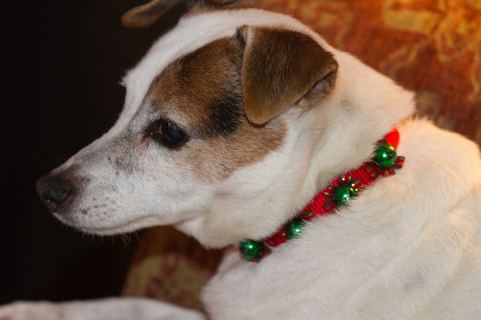 Christmas Collar in Highlands, North Carolina