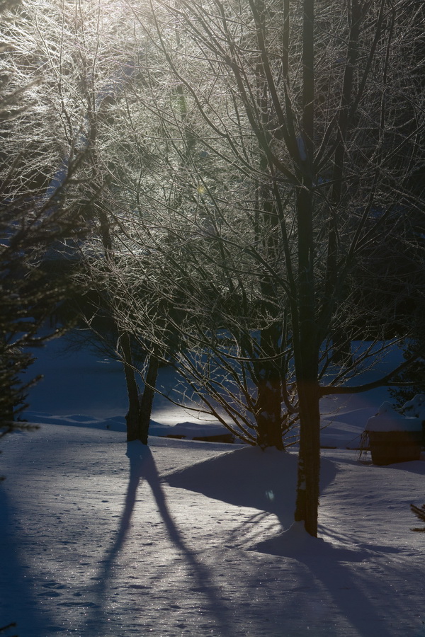 Frosted Trees in Highlands, North Carolina