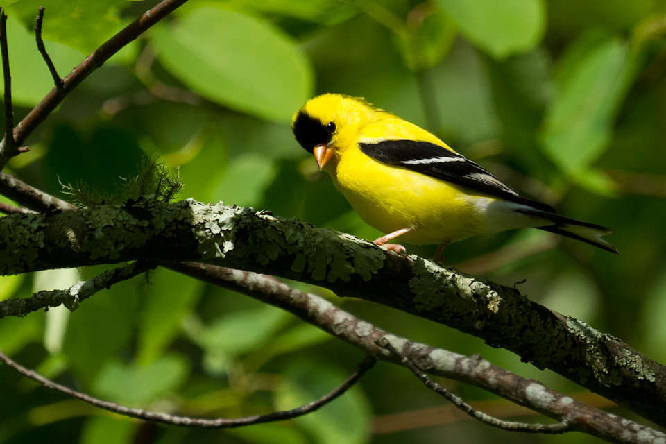 American Goldfinch in Highlands, North Carolina