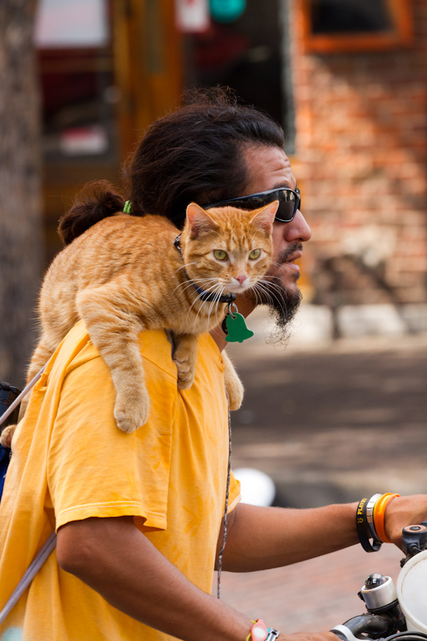 Kitty Rider in Austin, Texas