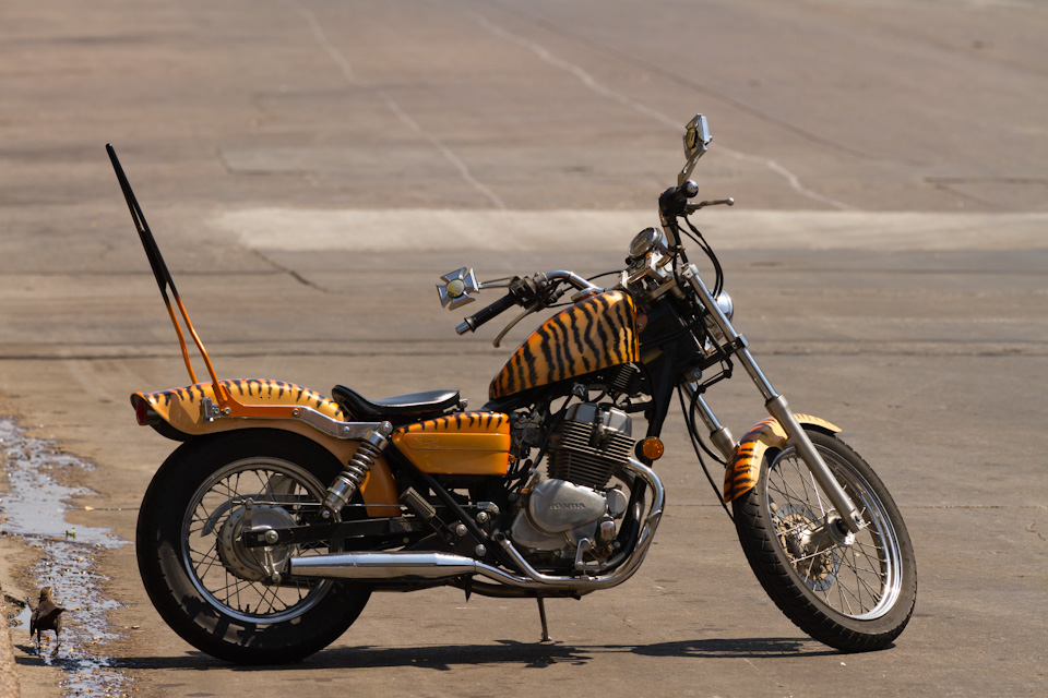 Tiger in the Tank in Austin, Texas