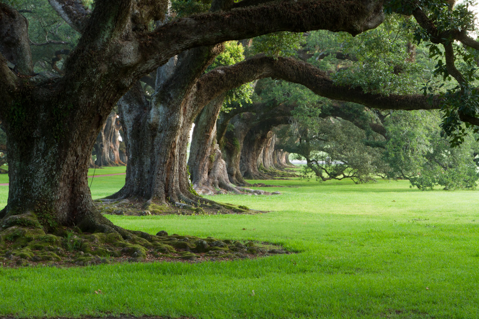 Beautiful Old Trees in Vacherie, Louisiana