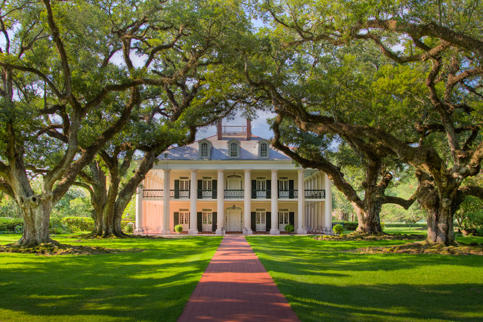Tall Trees in Vacherie, Louisiana