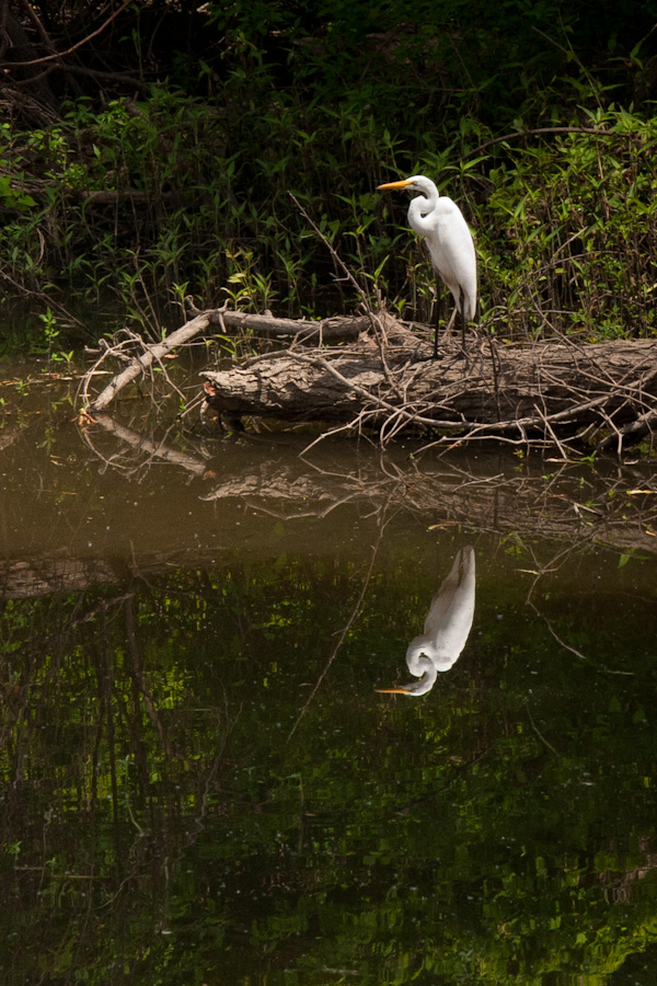 Mississippi Egret in Vacherie, Louisiana