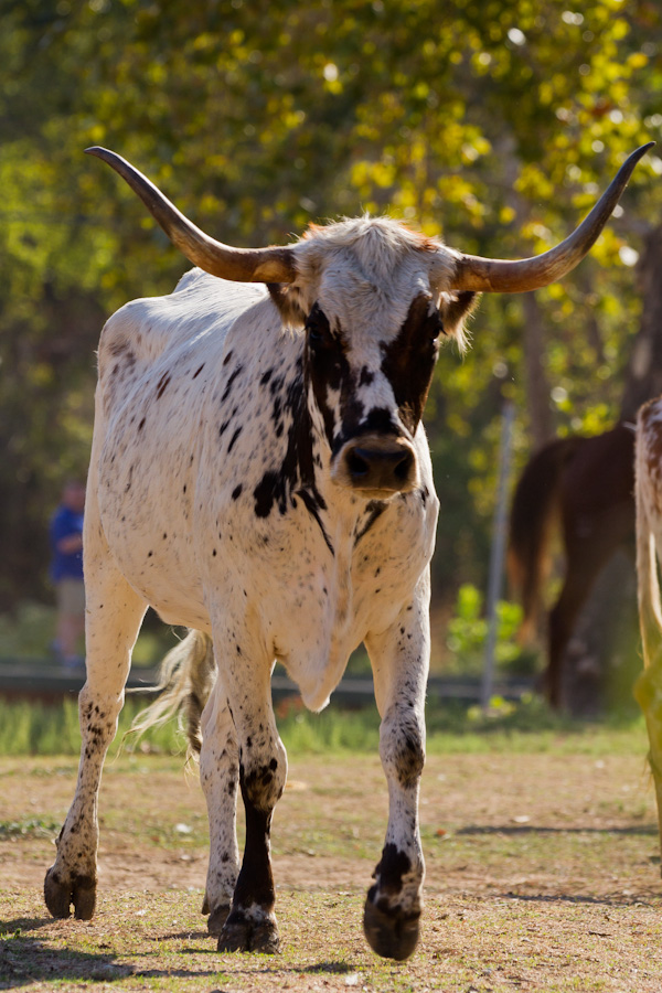Masked Longhorn in Austin, Texas