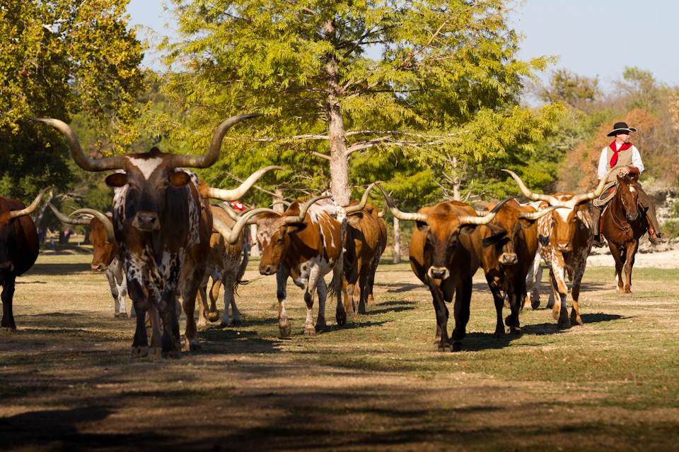 Cattle Drive in Austin, Texas