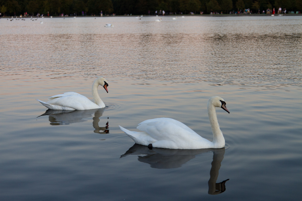 Royal Swans in London, England