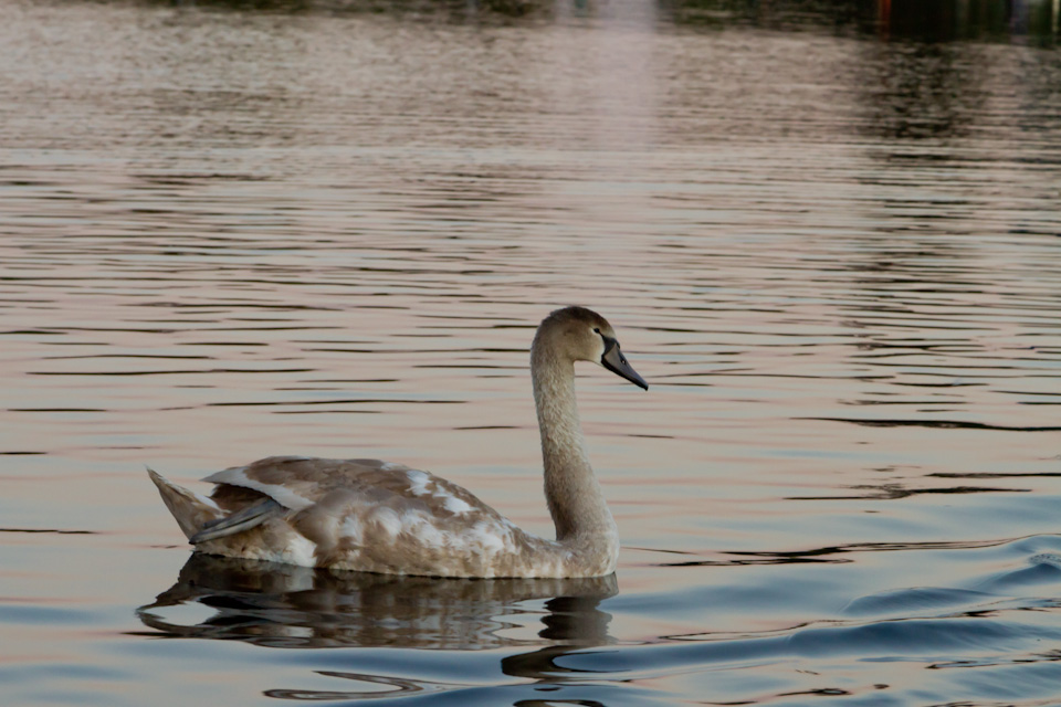 Dirty Swan in London, England