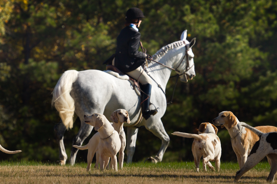 Rider and Dogs in Pine Mountain, Georgia