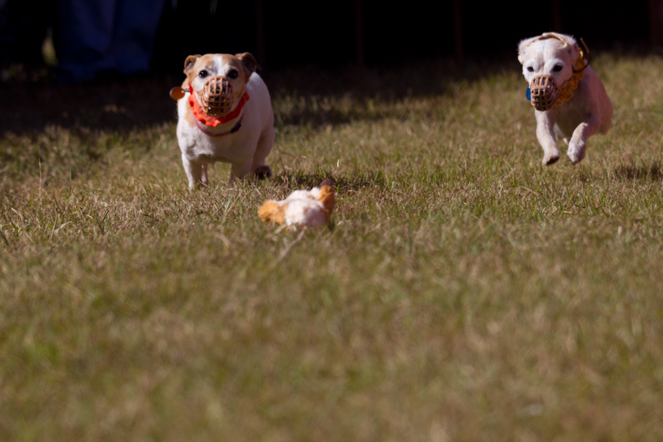 Racing Russells in Pine Mountain, Georgia
