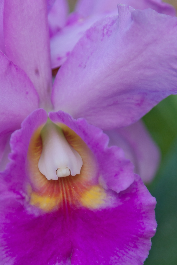 Orchid in Pine Mountain, Georgia