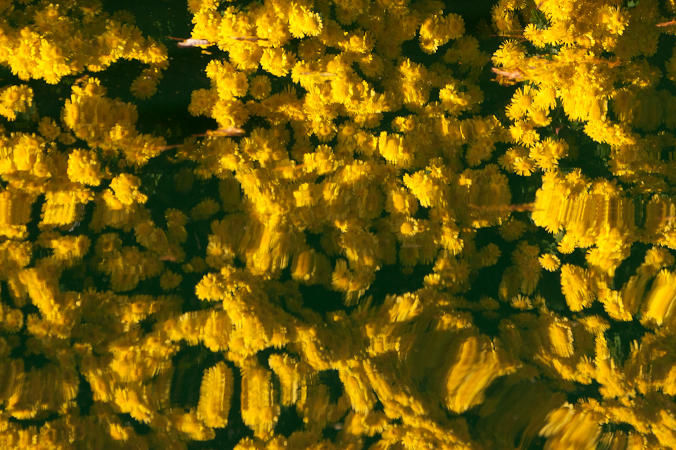 Marigold Reflection in Pine Mountain, Georgia