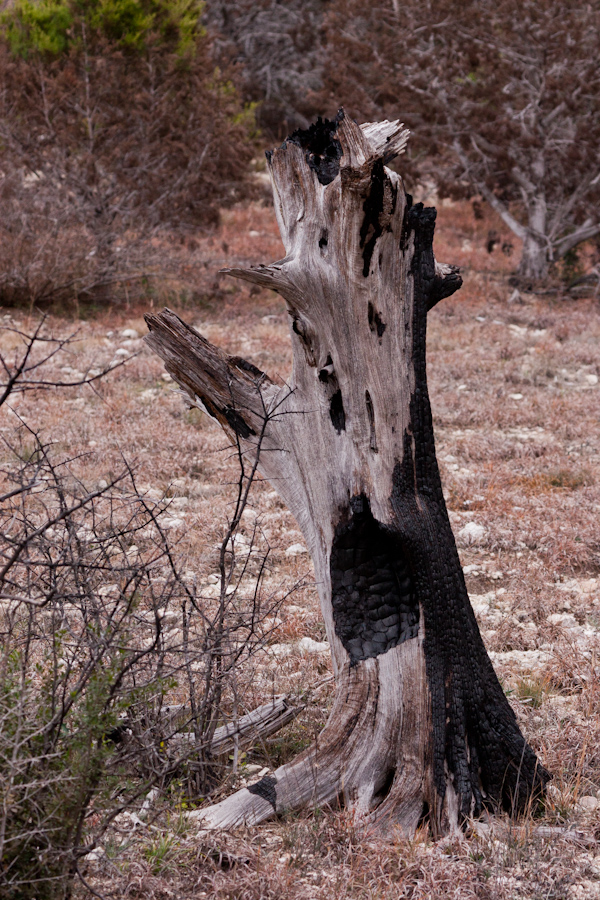 Stump in Austin, Texas