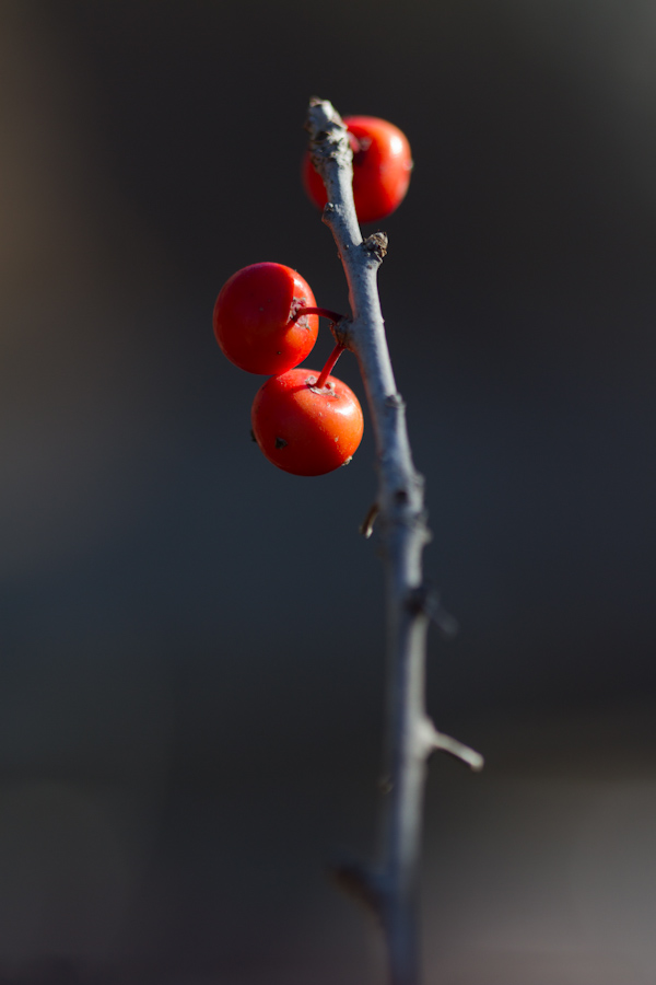 Little Berries in Austin, Texas