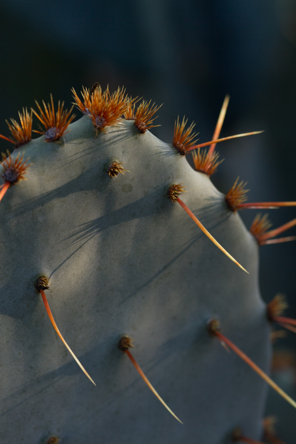 Prickly Pear in Austin, Texas