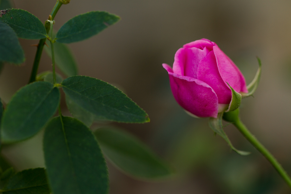 Lonely Rose in Austin, Texas