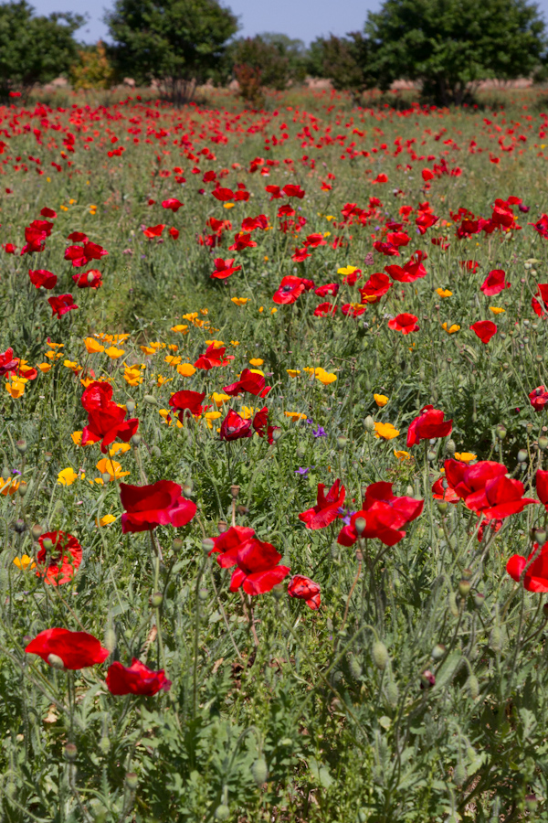 Poppies in Fredericksburg, Texas