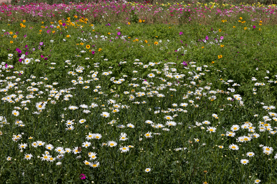 Flower Farm in Fredericksburg, Texas