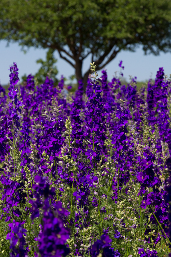 Purple Haze in Fredericksburg, Texas