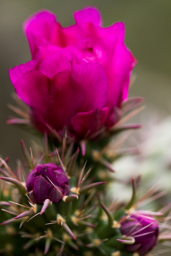 Cactus Rose in Austin, Texas
