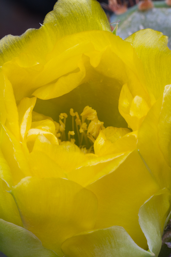 All Yellow in Austin, Texas