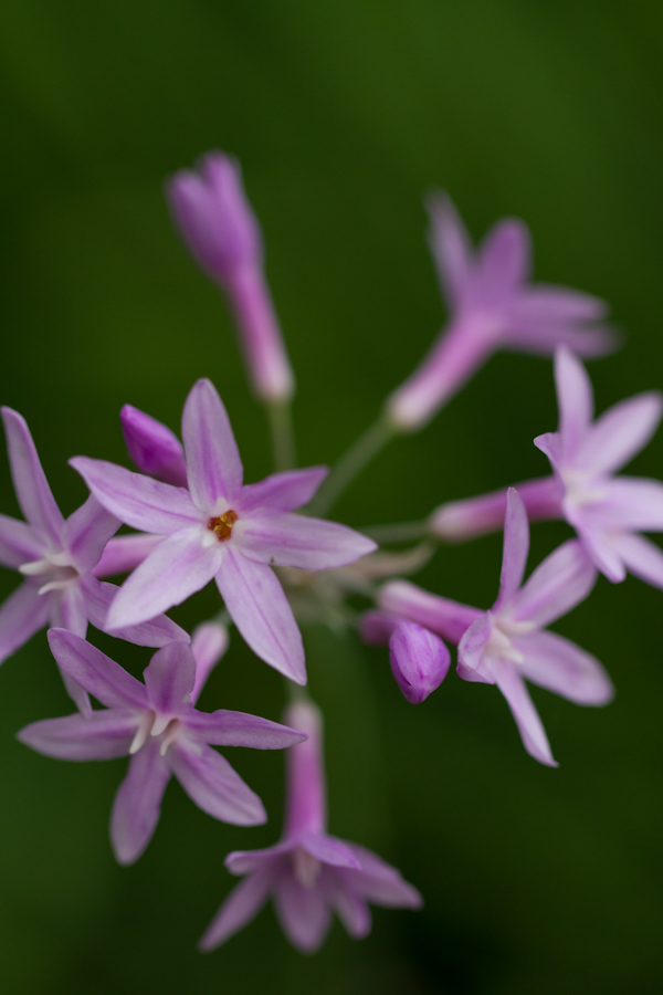 Little Flowers in Austin, Texas